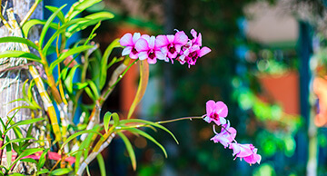 ไพลิน-เที่ยว-ตราด